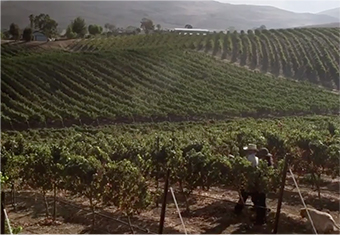 Video Image